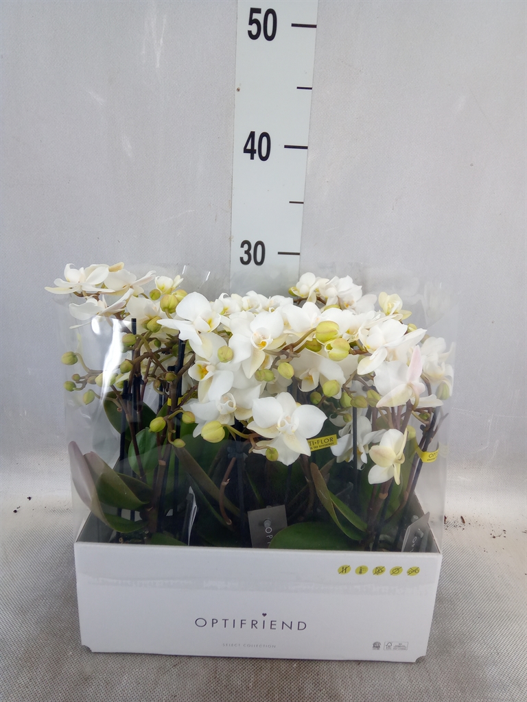 Горшечные цветы и растения оптом Phalaenopsis Multi.   ...white от 8шт из Голландии с доставкой по России