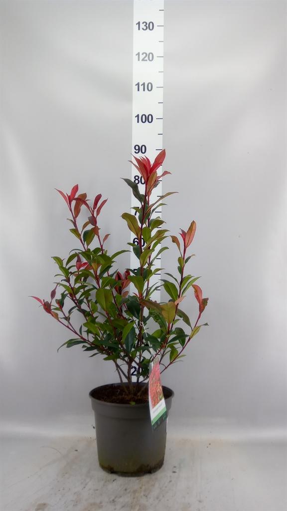 Горшечные цветы и растения оптом Photinia Fraseri от 1шт из Голландии с доставкой по России