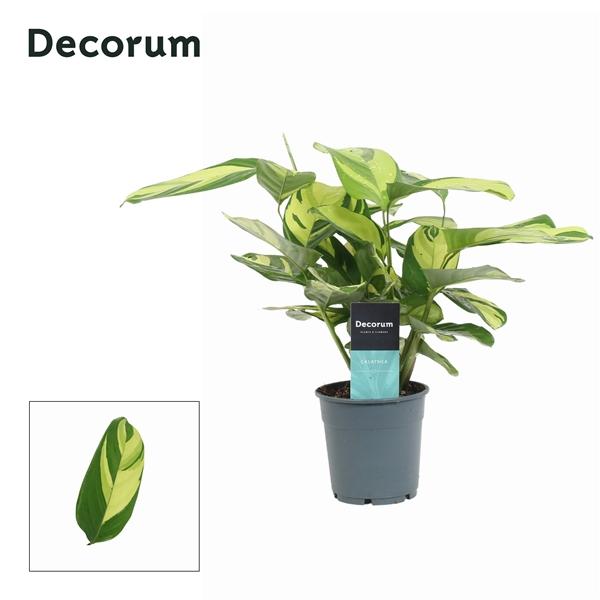 Горшечные цветы и растения оптом Calathea Pilosa (decorum) от 6шт из Голландии с доставкой по России