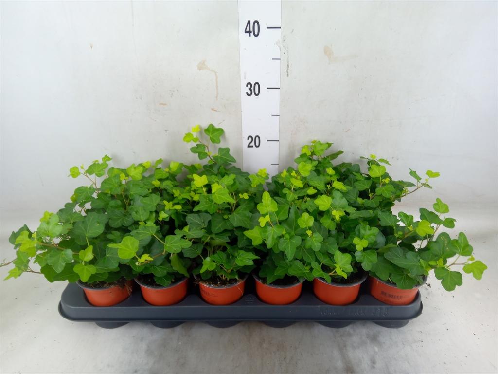 Горшечные цветы и растения оптом Hedera Wonder от 18шт (для телеги) из Голландии с доставкой по России