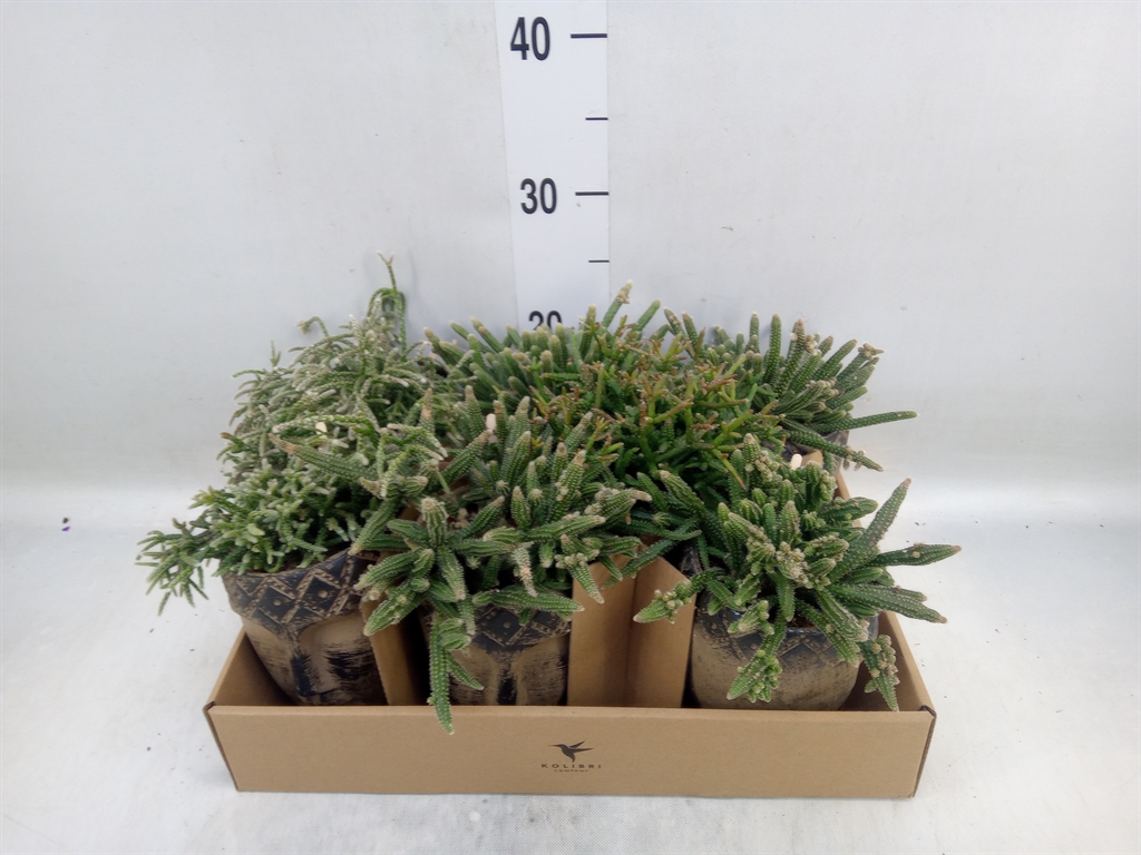 Горшечные цветы и растения оптом Rhipsalis   ...mix от 7шт (для телеги) из Голландии с доставкой по России