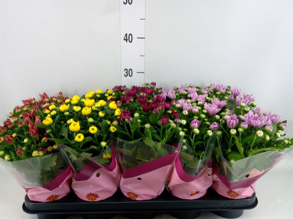 Горшечные цветы и растения оптом Chrysanthemum   ..rosebud Mix от 10шт из Голландии с доставкой по России