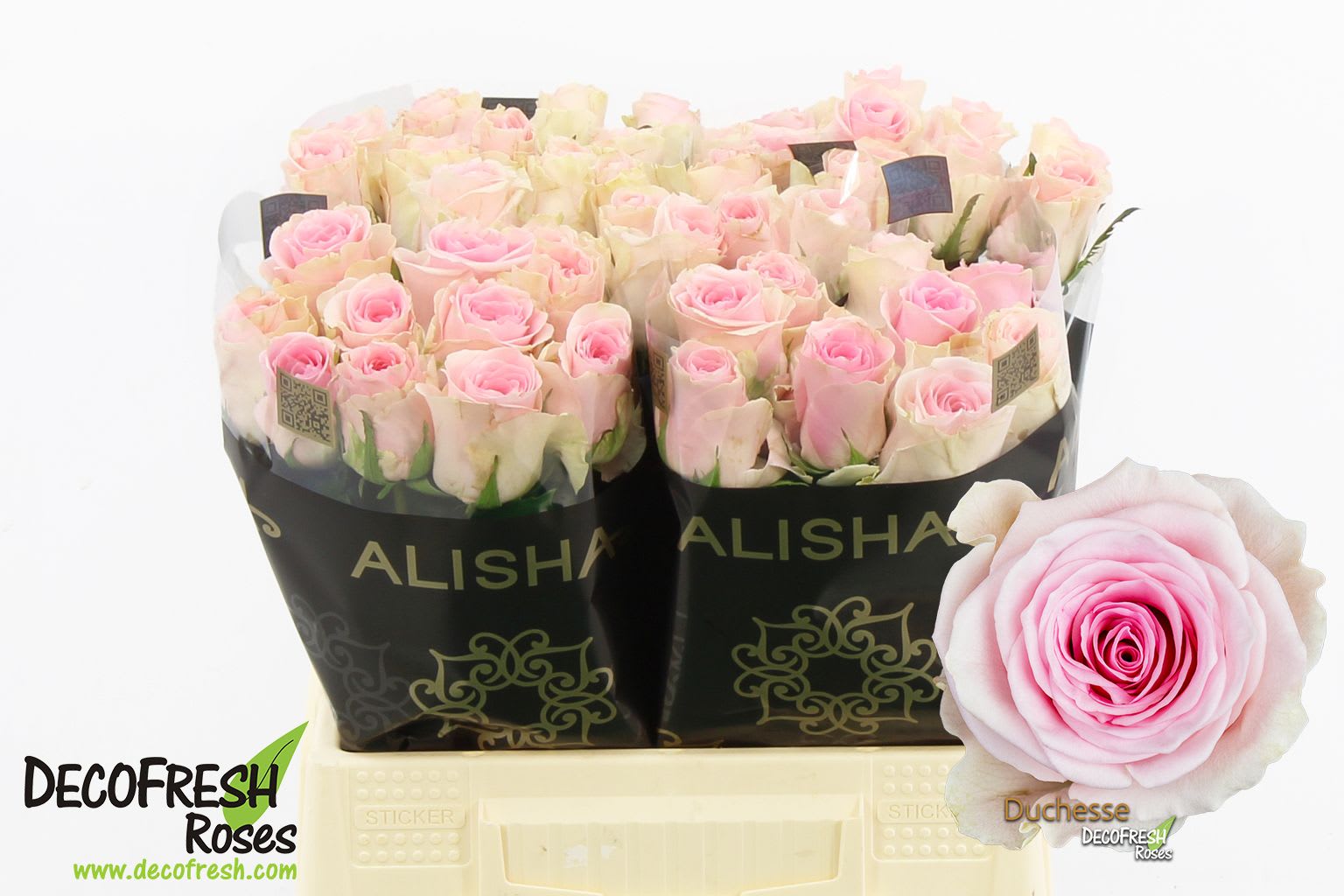 Срезанные цветы оптом Rosa large duchesse от 50шт. из Голландии с доставкой по России