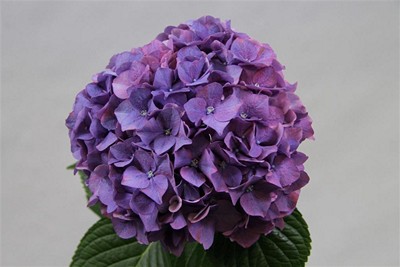 Срезанные цветы оптом Hydrangea rodeo purple от 10шт из Голландии с доставкой по России