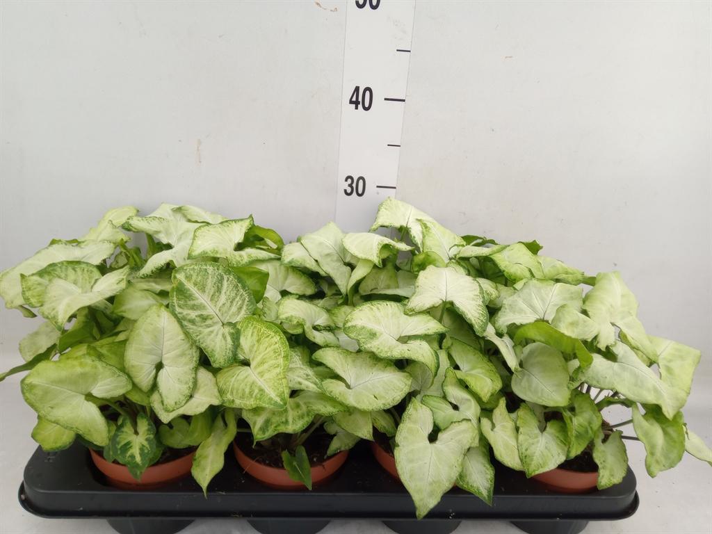 Горшечные цветы и растения оптом Syngonium White Butterfly от 8шт из Голландии с доставкой по России