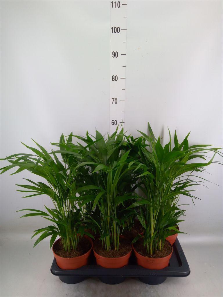 Горшечные цветы и растения оптом Dypsis Lutescens   ...chrysalidoca от 6шт из Голландии с доставкой по России