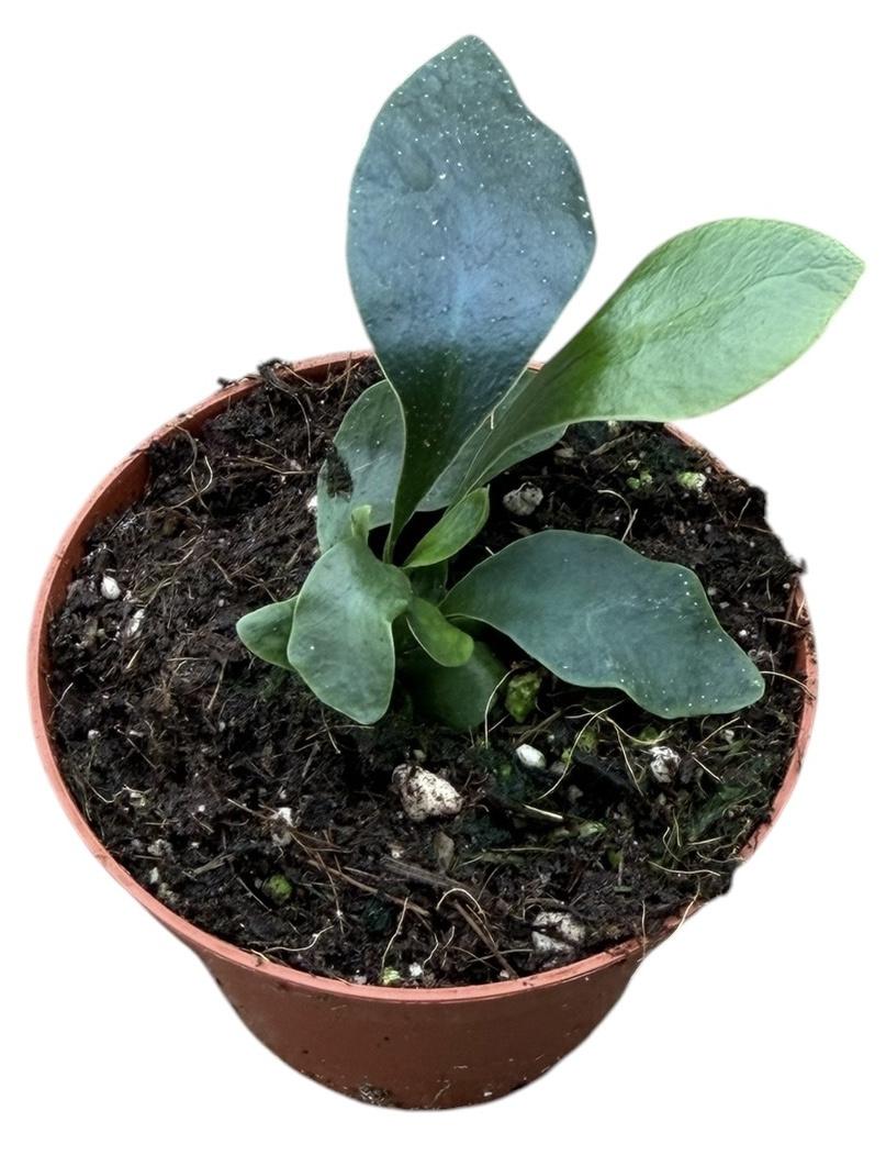 Горшечные цветы и растения оптом Microsorum Siamensis от 1шт (для телеги) из Голландии с доставкой по России