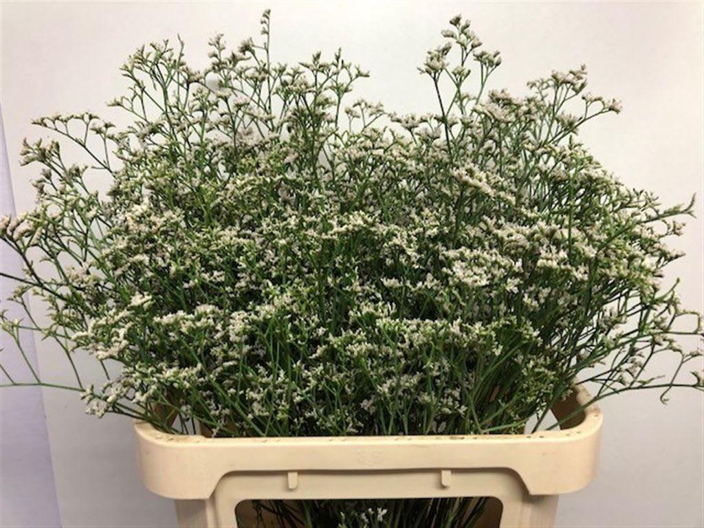 Срезанные цветы оптом Limonium caspium white neto от 25шт из Голландии с доставкой по России
