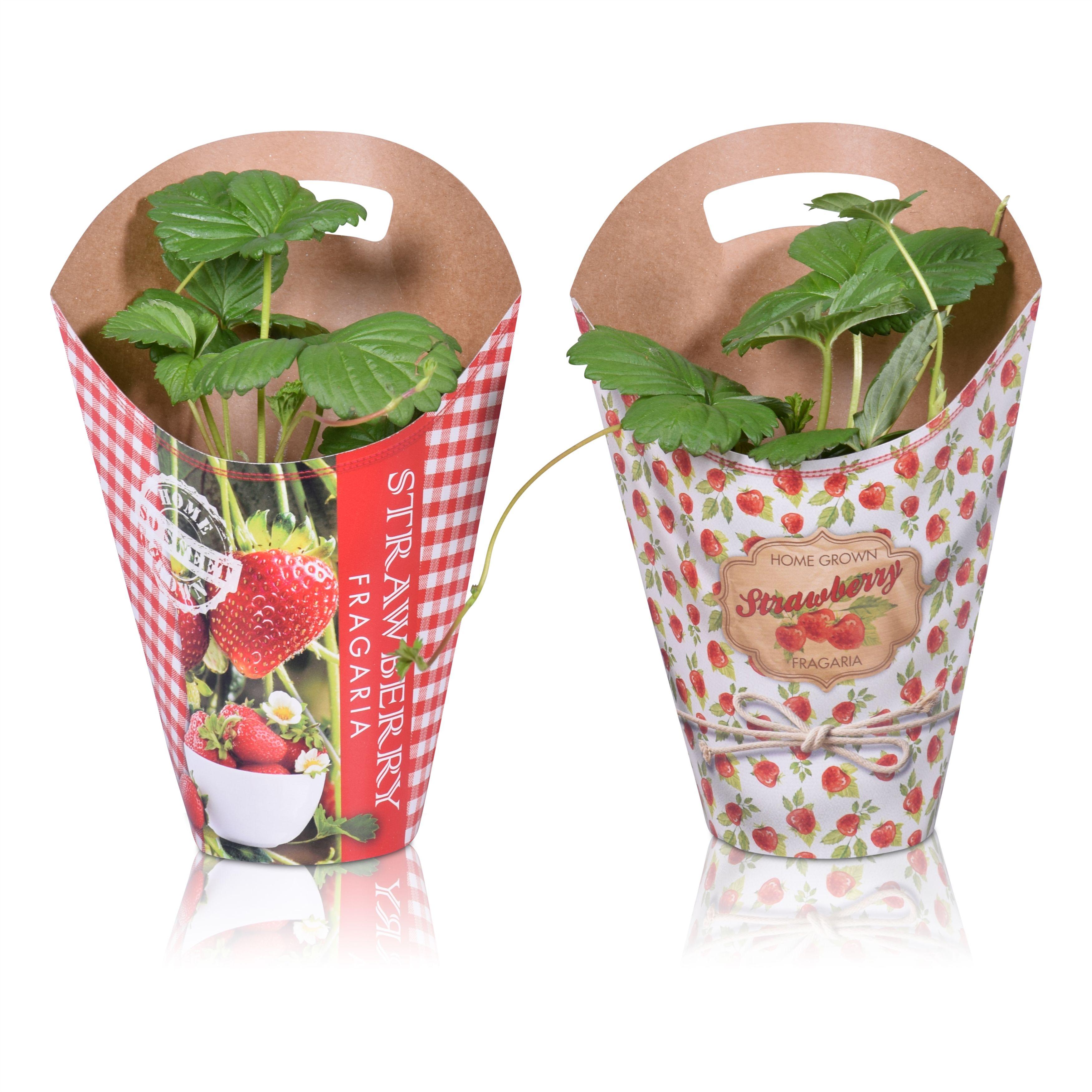 Горшечные цветы и растения оптом Frag Beltran от 6шт из Голландии с доставкой по России