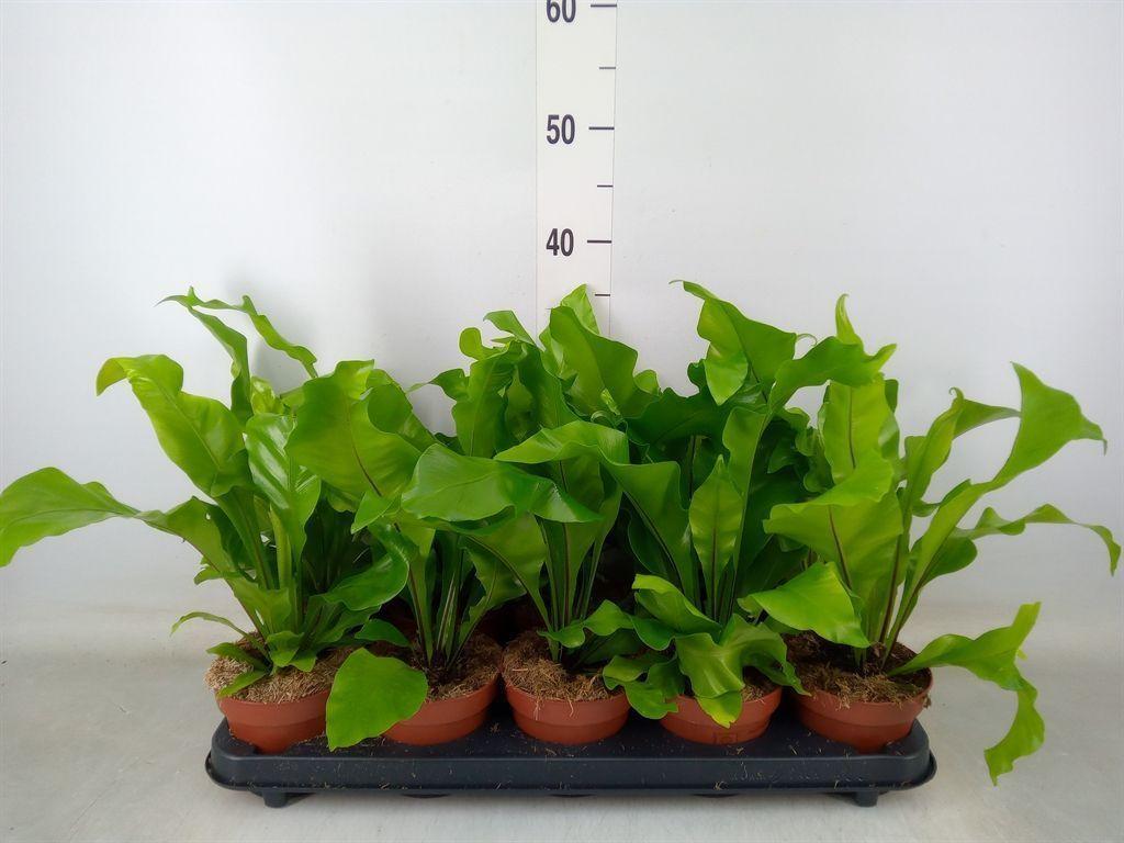 Горшечные цветы и растения оптом Asplenium Nidus от 10шт из Голландии с доставкой по России