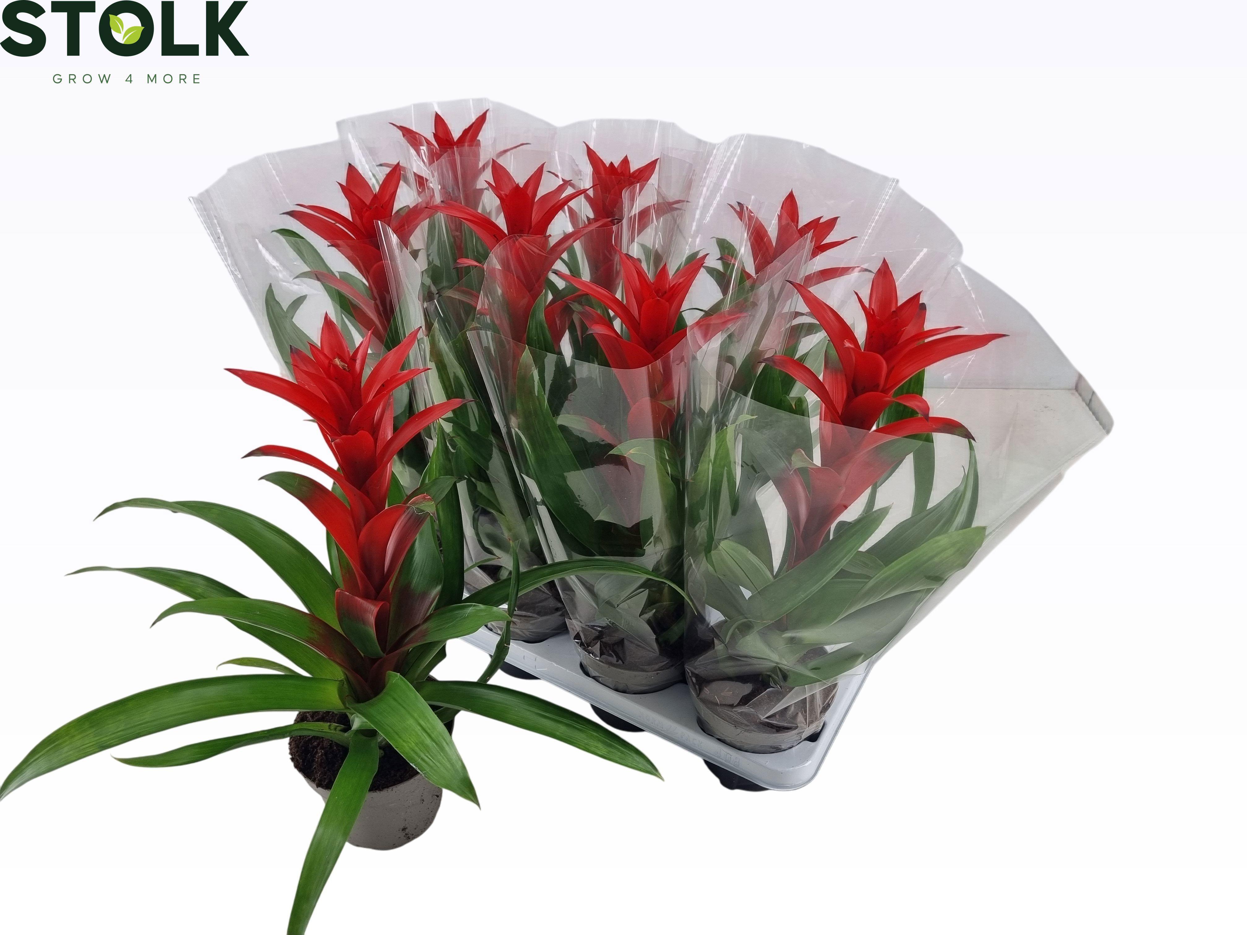 Горшечные цветы и растения оптом Guzm Calypso от 8шт из Голландии с доставкой по России