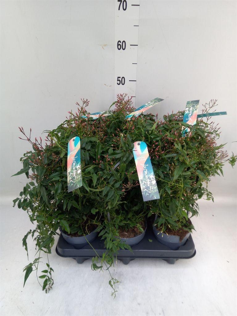 Горшечные цветы и растения оптом Jasminum Polyanthum от 6шт из Голландии с доставкой по России