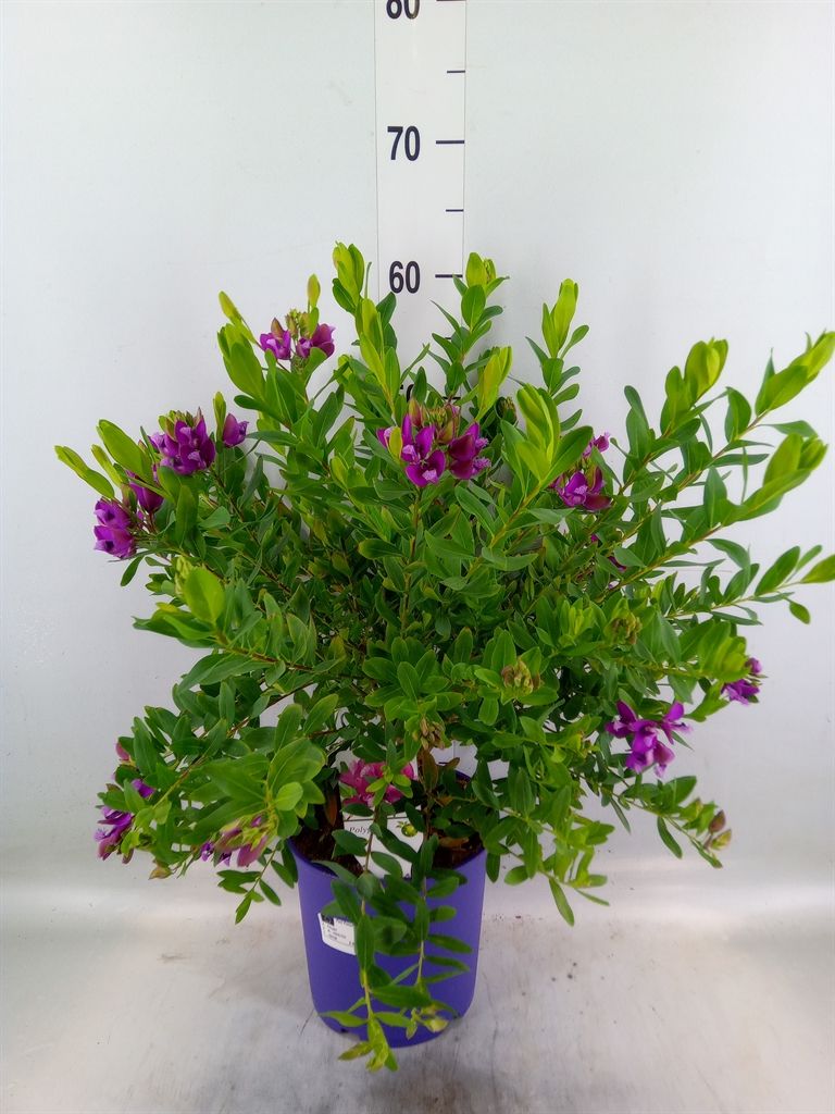 Горшечные цветы и растения оптом Polygala Myrtifolia от 1шт из Голландии с доставкой по России
