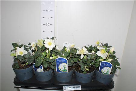 Горшечные цветы и растения оптом Hell Ni Chr Carol 8+ от 10шт из Голландии с доставкой по России