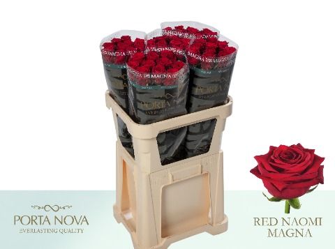Срезанные цветы оптом Rosa large red naomi! Magna Porta Nova от 50шт из Голландии с доставкой по России