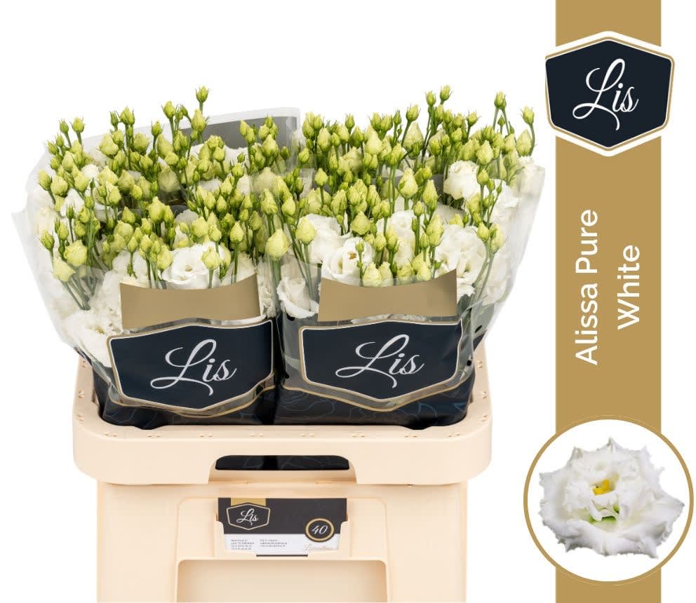 Срезанные цветы оптом Lisianthus do alissa pure white от 40шт из Голландии с доставкой по России