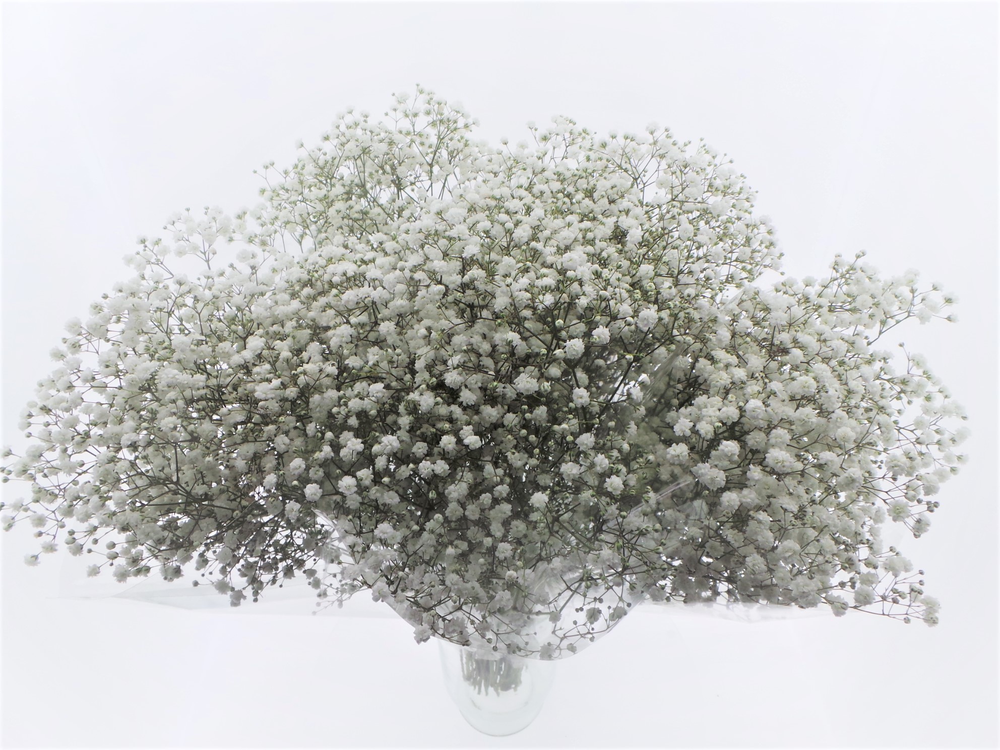 Срезанные цветы оптом BQ Mono Gyps x5 60cm от 10шт из Голландии с доставкой по России