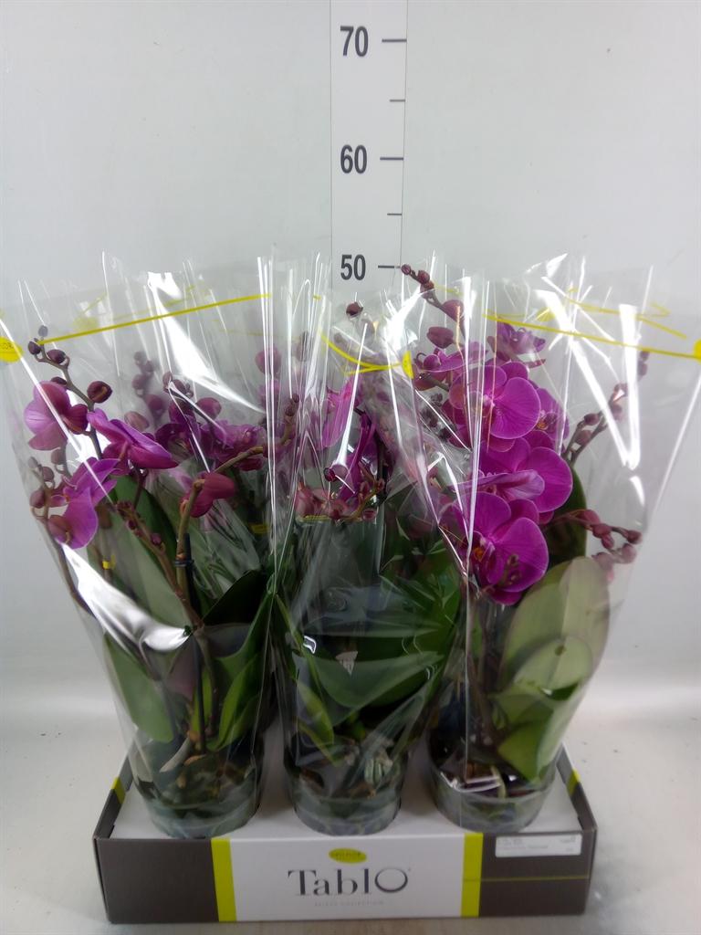 Горшечные цветы и растения оптом Phalaenopsis   ...lilac от 6шт из Голландии с доставкой по России