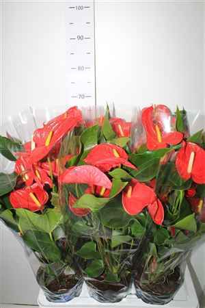 Горшечные цветы и растения оптом Anthu An Bambino Red 5+ от 6шт из Голландии с доставкой по России