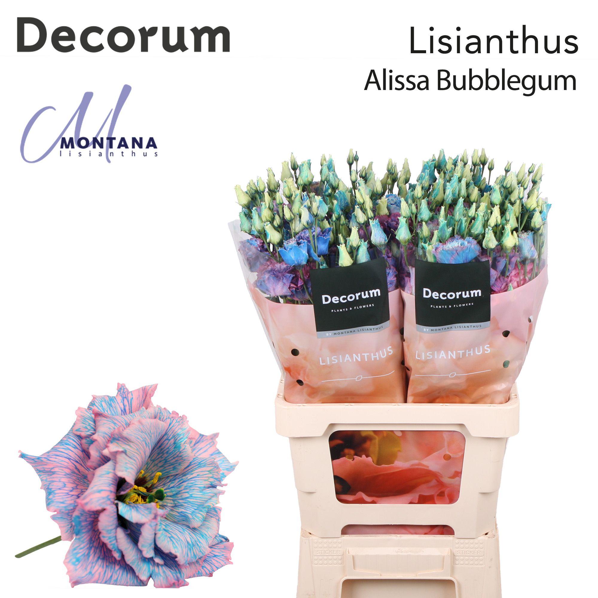 Срезанные цветы оптом Lisianthus do paint alissa bubblegum от 20шт из Голландии с доставкой по России