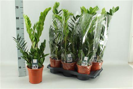 Горшечные цветы и растения оптом Zamio Zamiifolia 3-4 P17 * Spring Deal * от 6шт из Голландии с доставкой по России