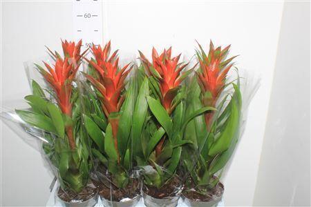 Горшечные цветы и растения оптом Guzm Amoretto от 8шт из Голландии с доставкой по России