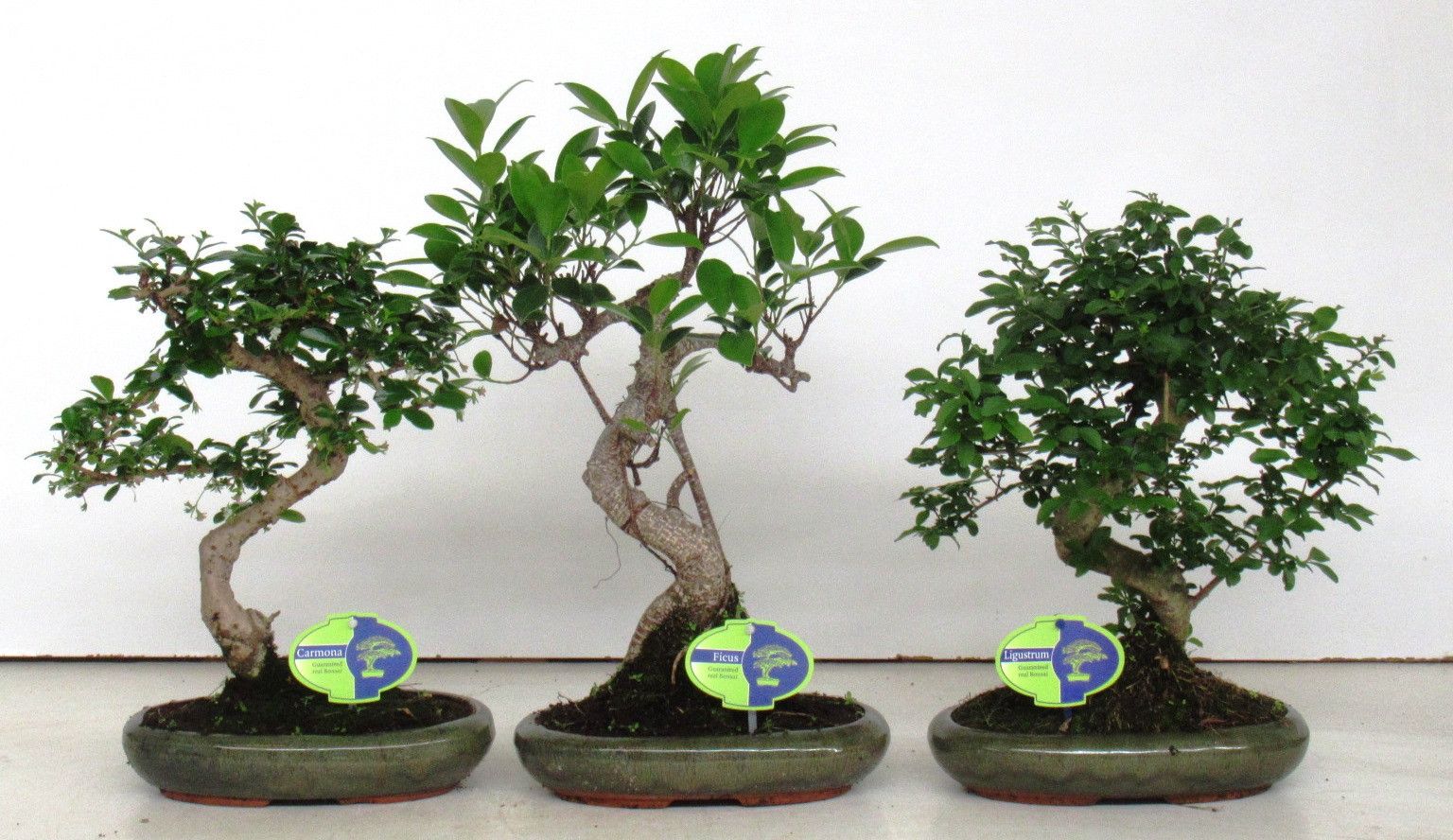 Горшечные цветы и растения оптом Bonsai Mix, Indoor, Without от 4шт из Голландии с доставкой по России