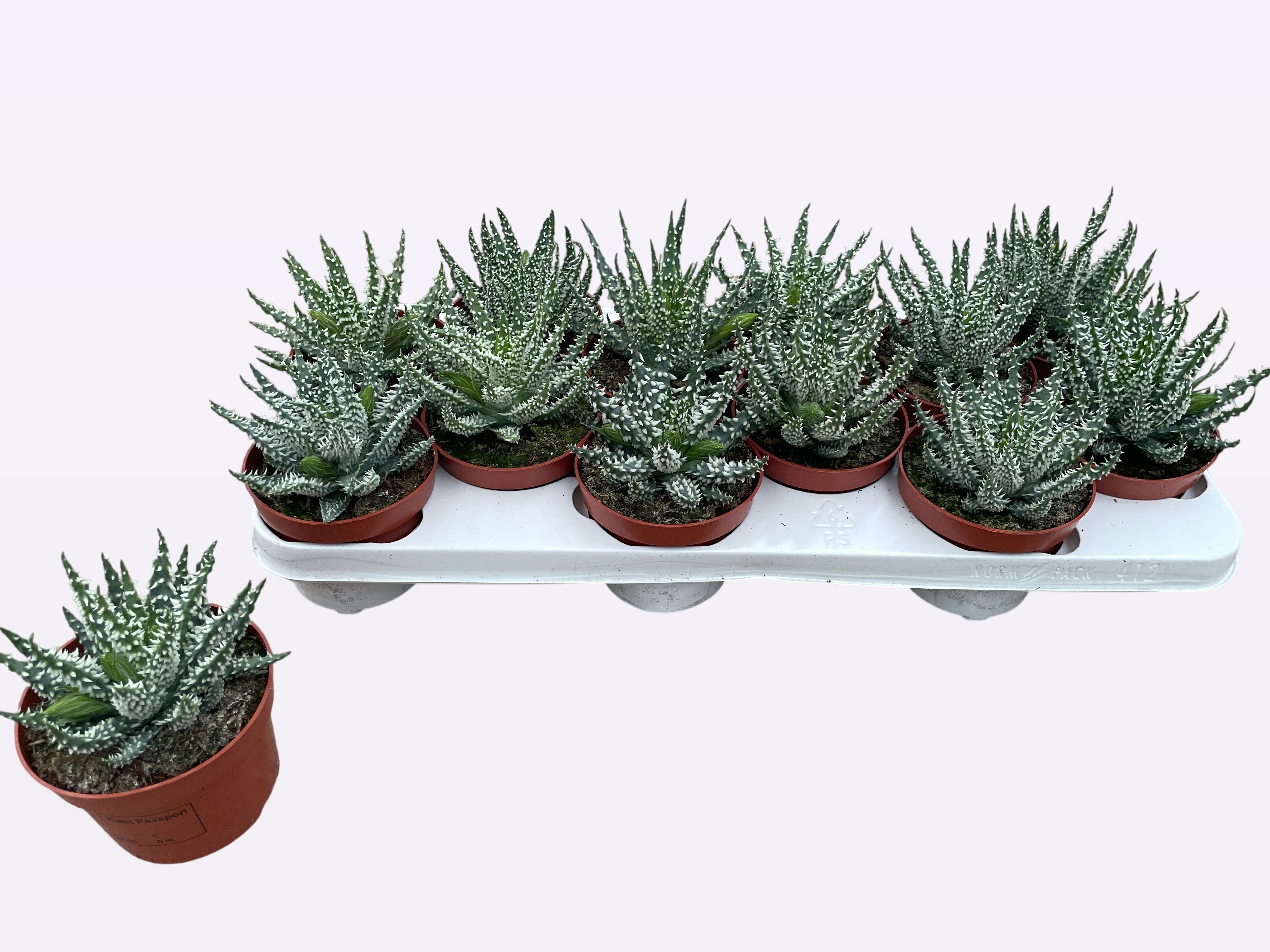 Горшечные цветы и растения оптом Aloe Humilis от 10шт из Голландии с доставкой по России