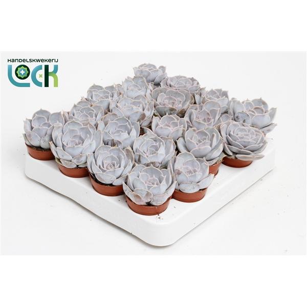 Горшечные цветы и растения оптом Echeveria Runyonii от 20шт (для телеги) из Голландии с доставкой по России
