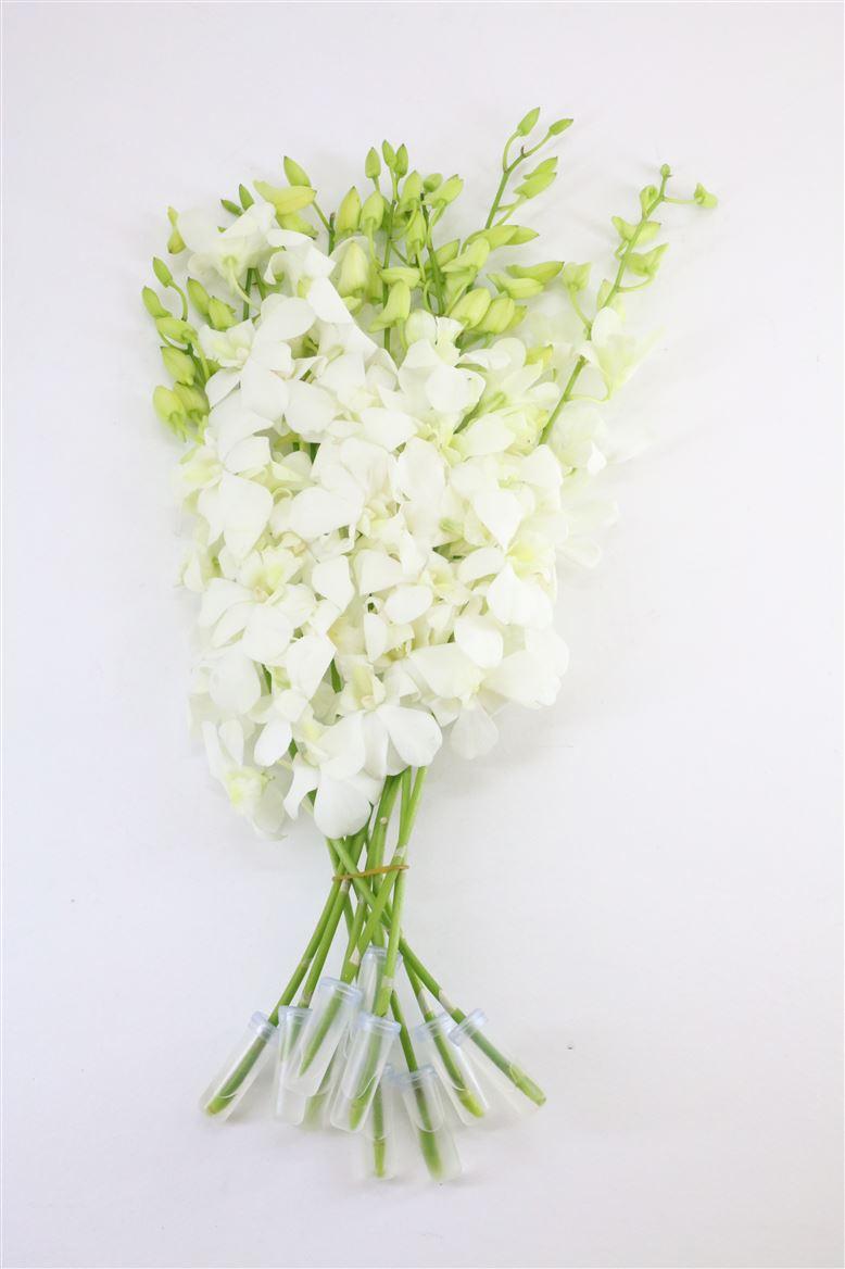 Срезанные цветы оптом Dendrobium big white (madame pompadour) от 80шт из Голландии с доставкой по России