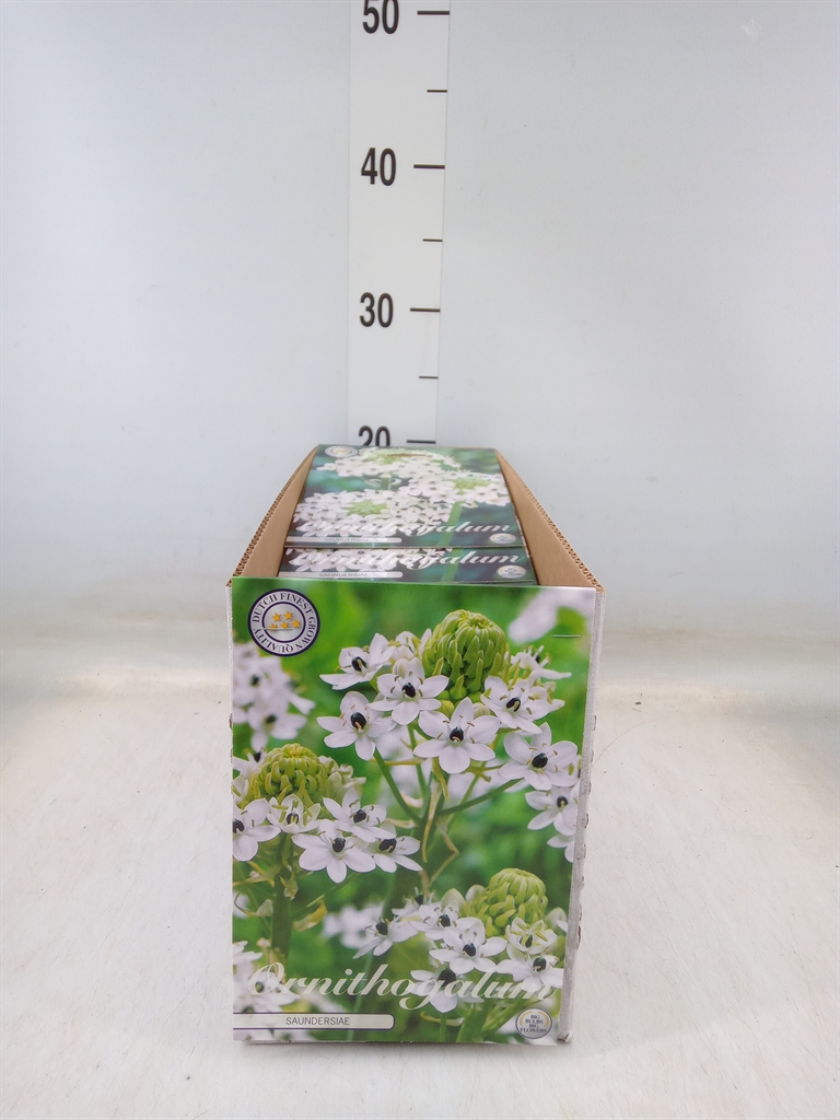 Горшечные цветы и растения оптом Flowerbulbs, Corns Or Tubers   ... от 10шт' из Голландии с доставкой по России