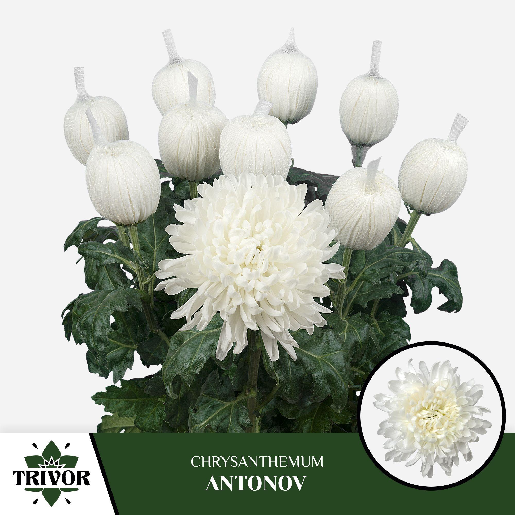 Срезанные цветы оптом Chrys bl antonov от 120шт. из Голландии с доставкой по России