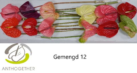 Срезанные цветы оптом Anthurium mix in box от 12шт. из Голландии с доставкой по России