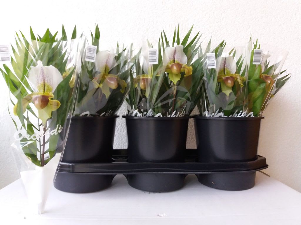 Срезанные цветы оптом Paphiopedilum leeanum от 30шт из Голландии с доставкой по России