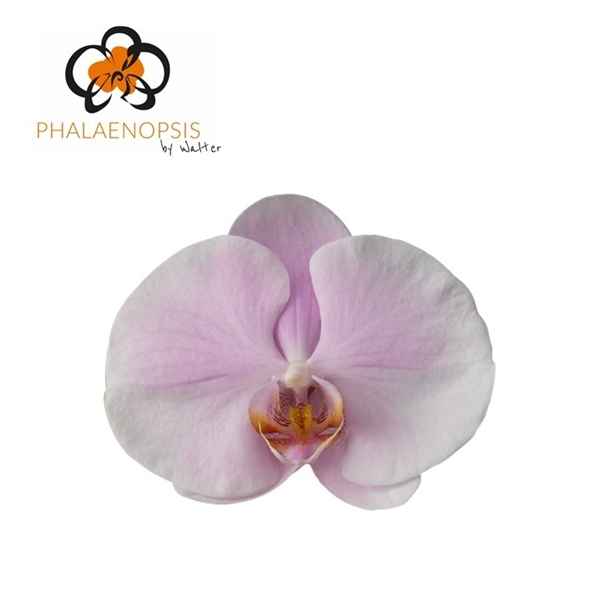 Срезанные цветы оптом Phalaenopsis tikal (per flower) от 25шт из Голландии с доставкой по России