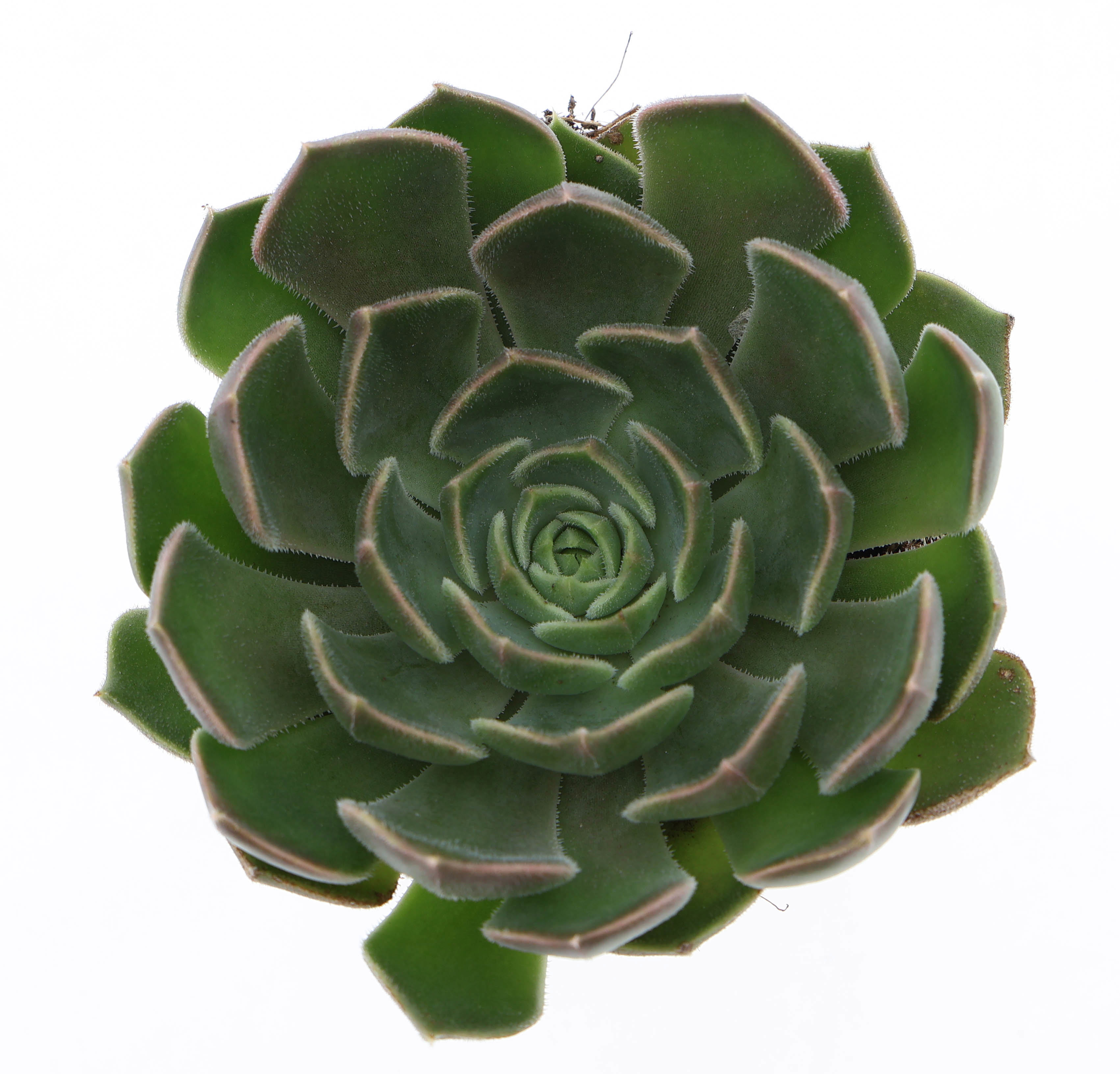 Горшечные цветы и растения оптом Echeveria Brown Rose от 12шт (для телеги) из Голландии с доставкой по России