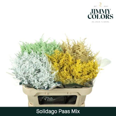 Срезанные цветы оптом Solidago paint mix easter A от 100шт из Голландии с доставкой по России