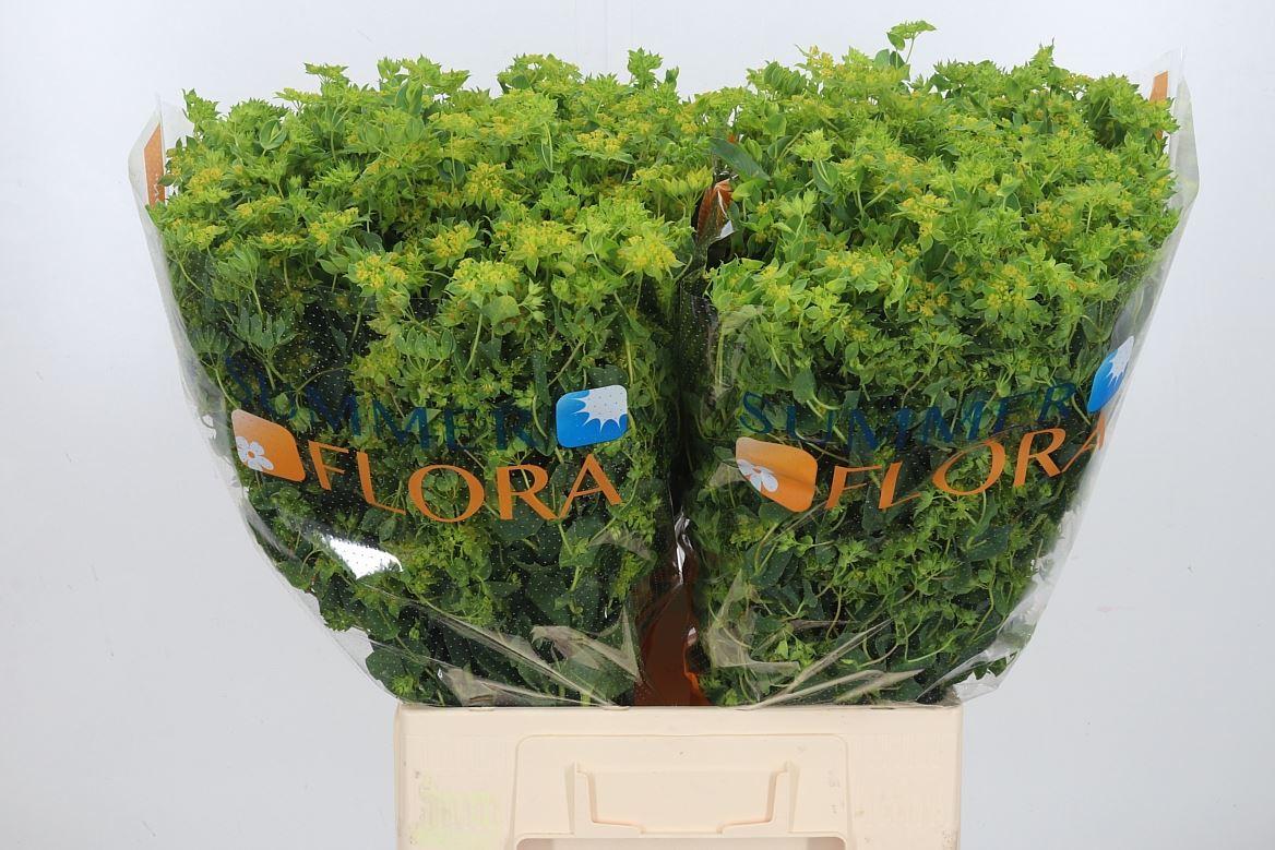 Срезанные цветы оптом Bupleurum griffithii от 100шт из Голландии с доставкой по России