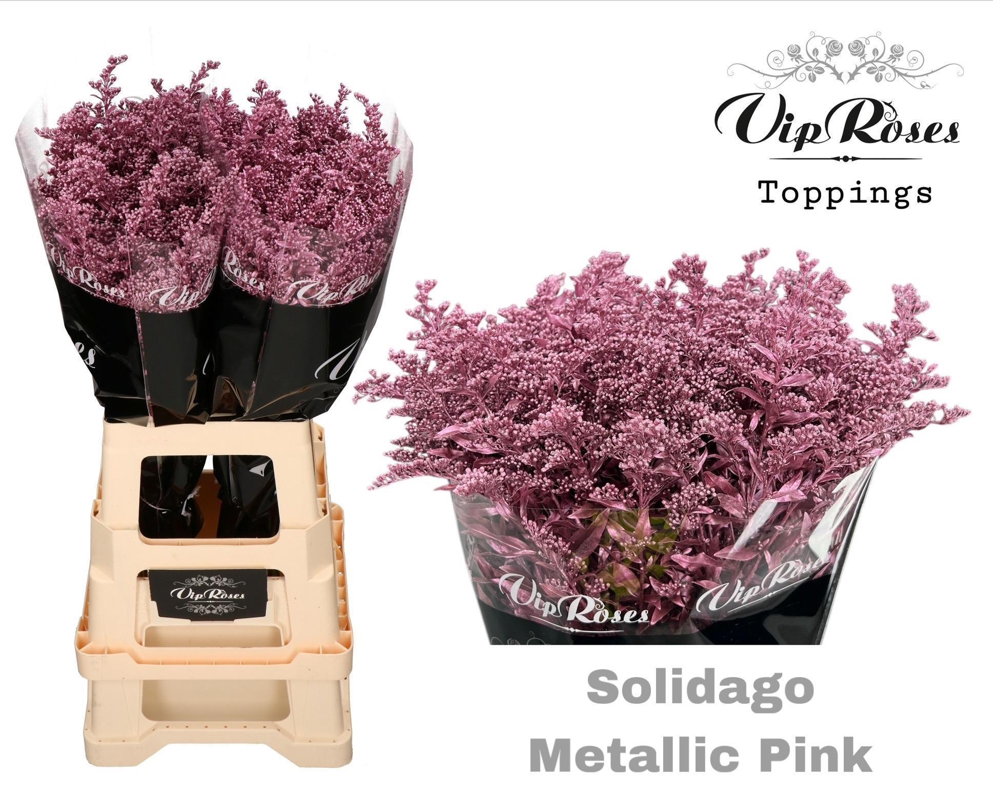 Срезанные цветы оптом Solidago paint metallic pink от 50шт из Голландии с доставкой по России