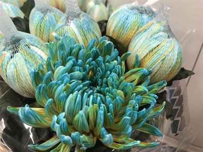 Срезанные цветы оптом Chrys bl paint antonov curacao от 40шт из Голландии с доставкой по России
