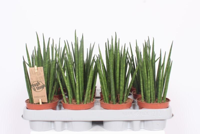 Горшечные цветы и растения оптом Sansevieria Mikado от 12шт (для телеги) из Голландии с доставкой по России