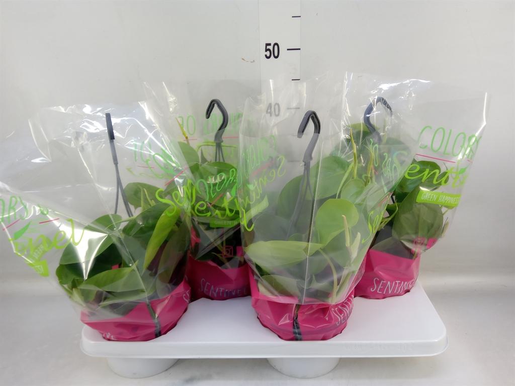 Горшечные цветы и растения оптом Philodendron Scand. от 4шт из Голландии с доставкой по России