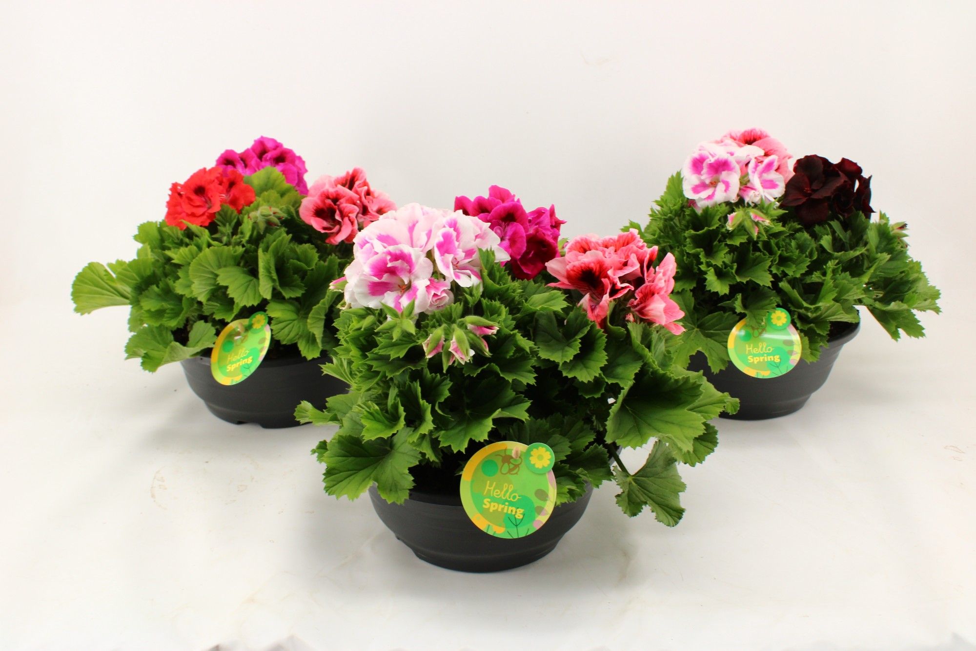 Горшечные цветы и растения оптом Pel Gr Ov от 3шт из Голландии с доставкой по России