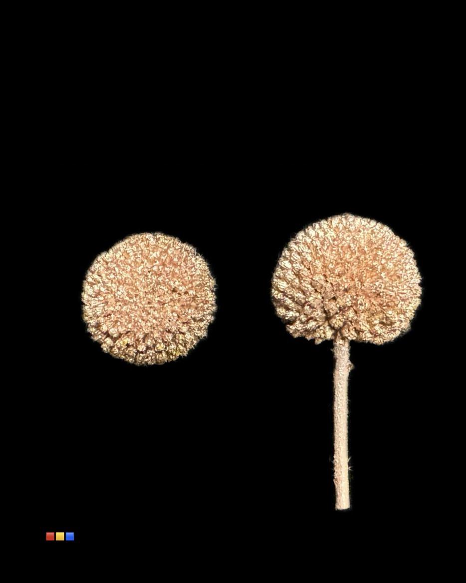 Срезанные цветы оптом Craspedia paint gold antique от 100шт из Голландии с доставкой по России