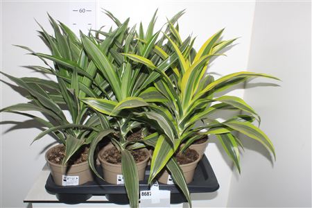 Горшечные цветы и растения оптом Dra Gem Kopstek от 6шт из Голландии с доставкой по России