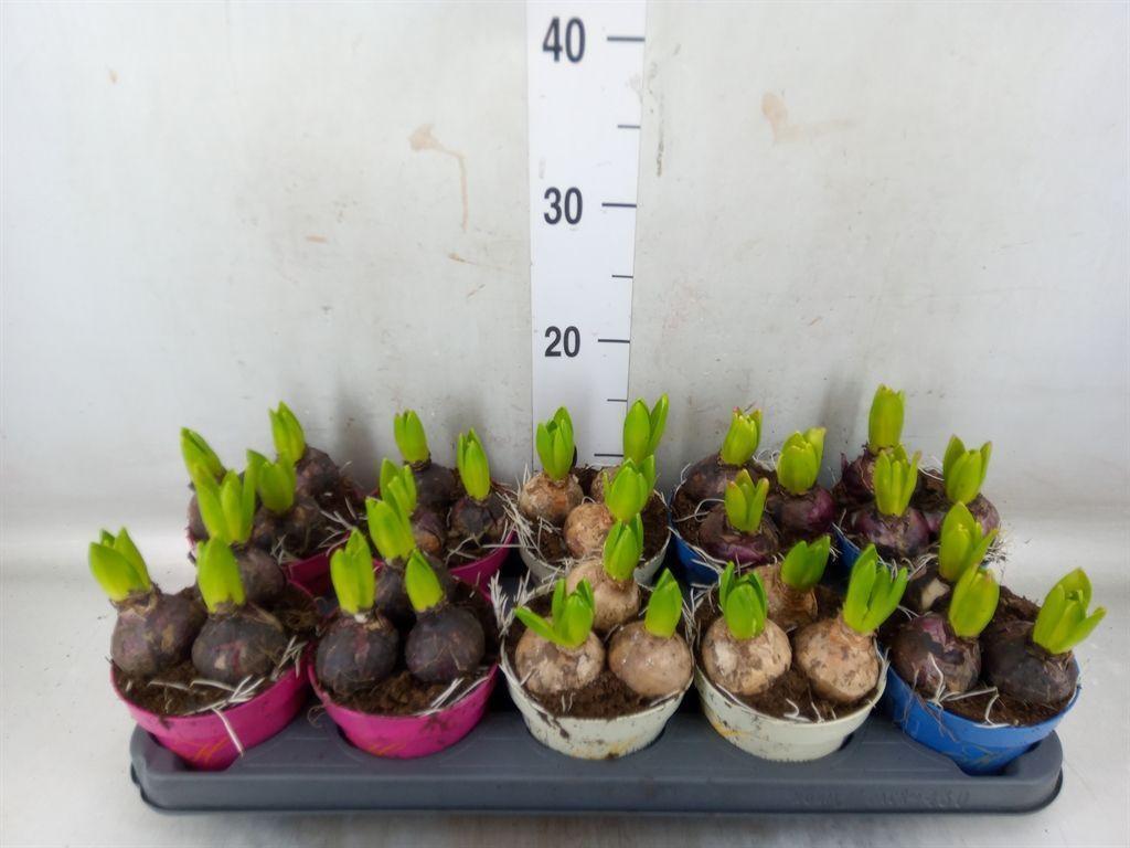 Горшечные цветы и растения оптом Hyacinthus Orie.   ...mix 3 от 10шт из Голландии с доставкой по России