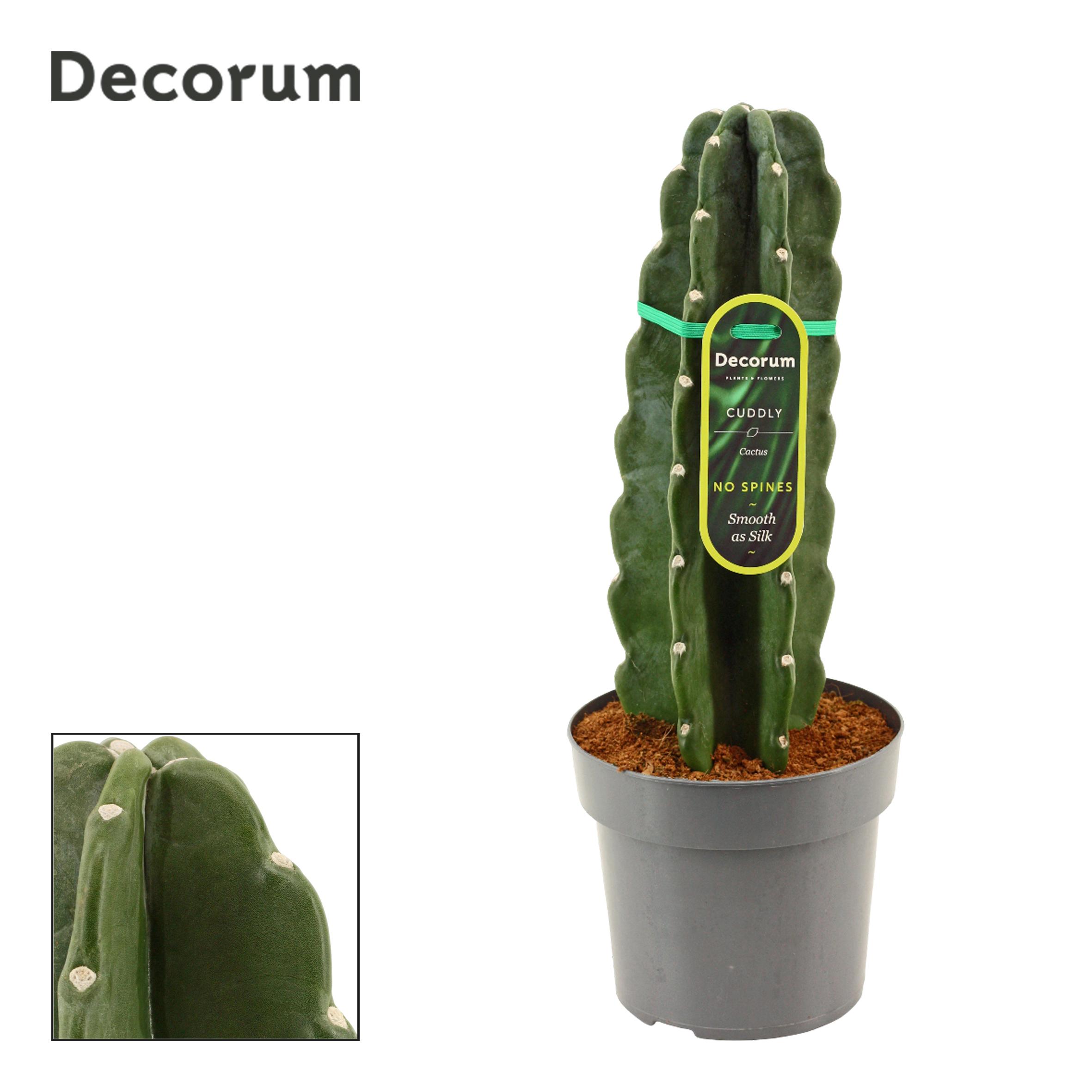 Горшечные цветы и растения оптом Cereus Jamacaru (decorum) от 6шт из Голландии с доставкой по России