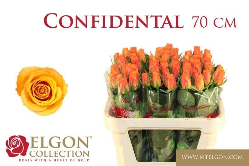 Срезанные цветы оптом Rosa large confidential от 260шт из Голландии с доставкой по России