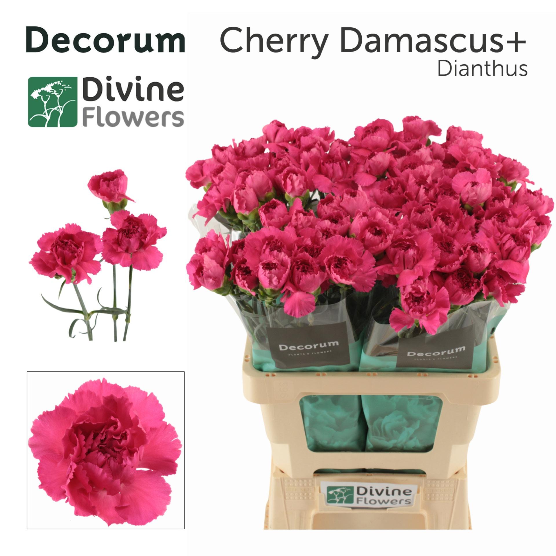 Срезанные цветы оптом Dianthus st cherry damascus+ от 80шт из Голландии с доставкой по России