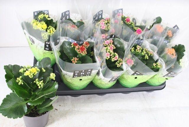 Горшечные цветы и растения оптом Kal Ge Gem 5 Kl от 10шт из Голландии с доставкой по России